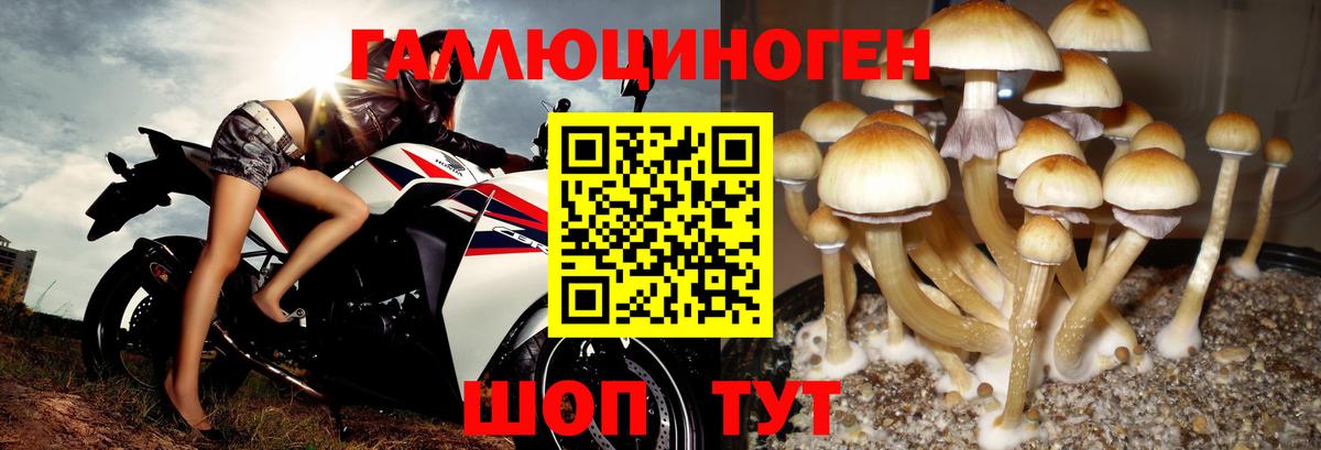 Псилоцибиновые грибы GOLDEN TEACHER Топки